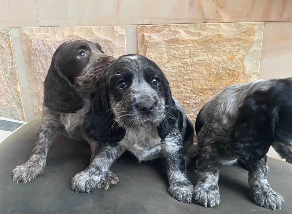 Продаются щенки породы Русский охотничий спаниэль