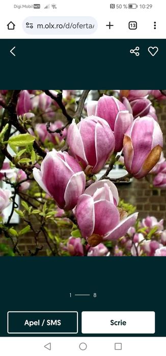 Magnolie de vânzare