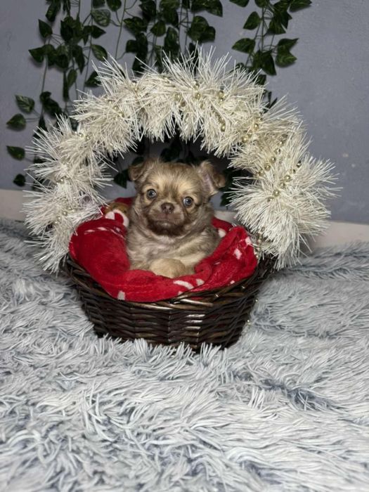 Чихуахуа момченца