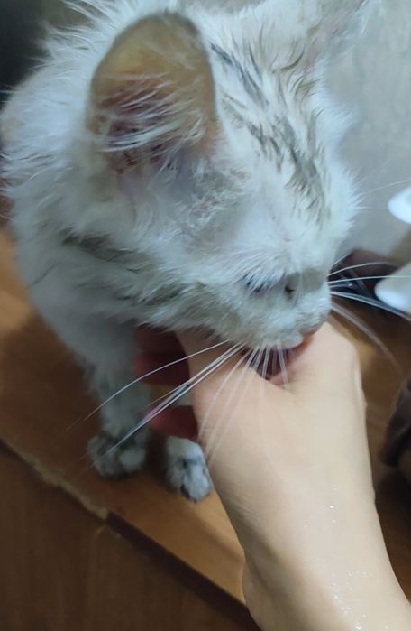 Потерялся белый котенок с ошейником