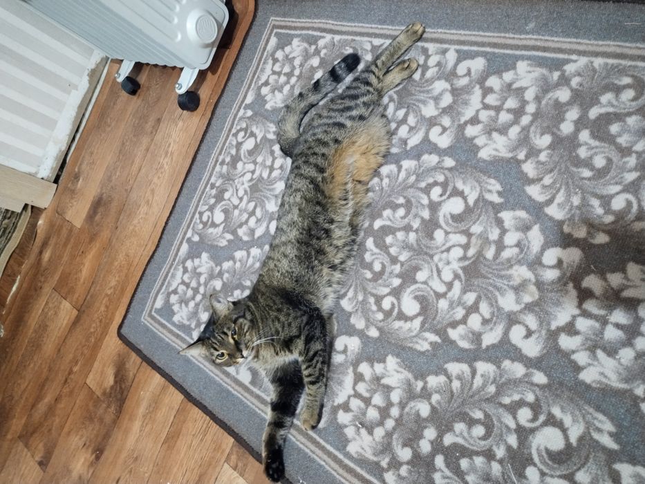 Бесплатно отдам кошку