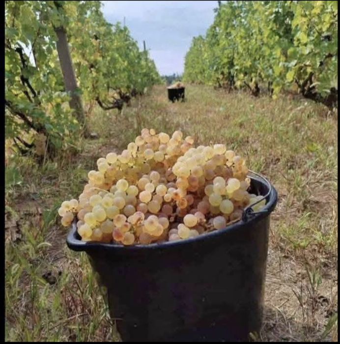 Vand struguri se vin Galati