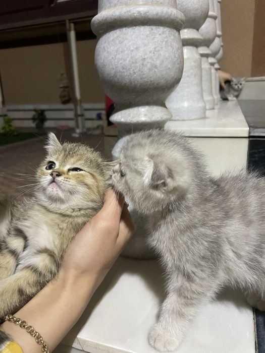 Британские золотые шиншиллы