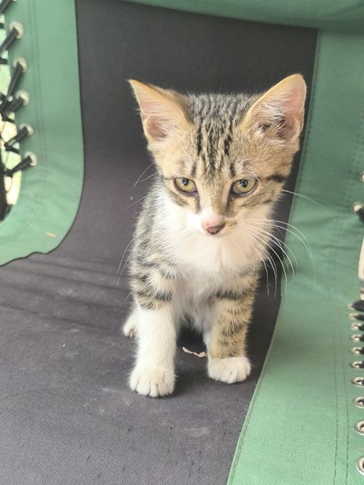 Котята в добрые руки.