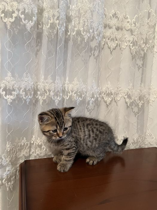 Катяты коротко шрестние Британские малчики