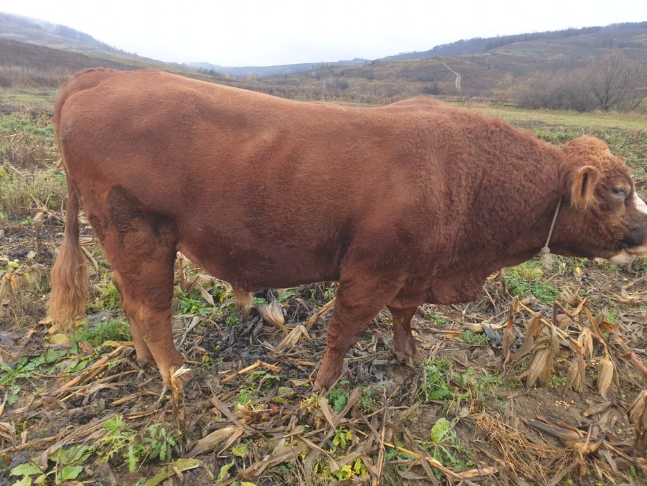 Dau taurași  si o vaca mintata în 7 luni rasa baltata romanesca în com