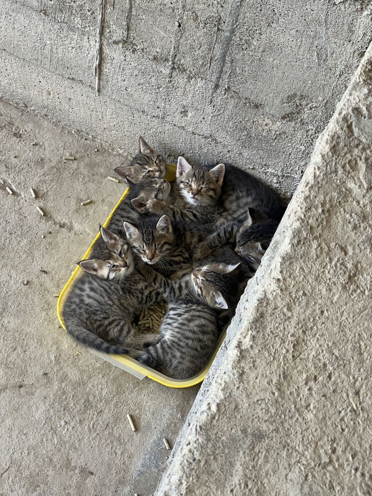 отдам в добрые руки