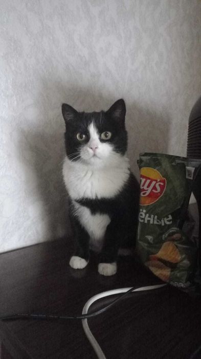 Молодая кошечка срочно ищет добрых  хозяев