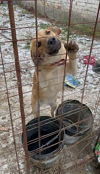 Donez căței simpatici