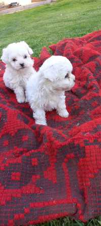 Bichon maltez pedigree