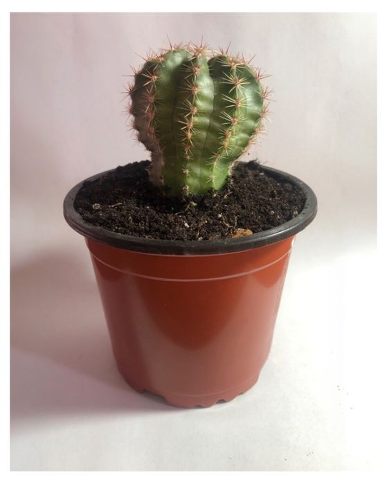 Кактус многолетний