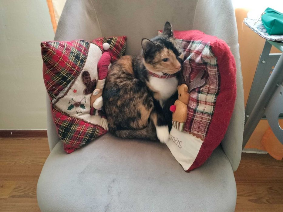 Pet sitter Constanta la domiciliul meu sau domiciliul dumneavoastră.