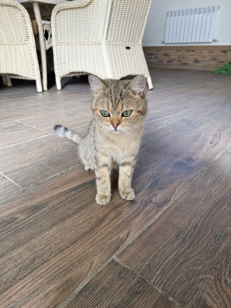 Британская короткошерстная кошка