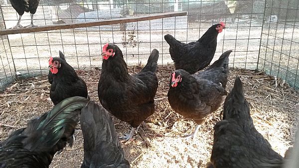 australorp oua pentru incubat australorp