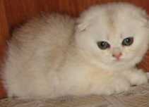 Продаются котята Scottish fold, Scottish straight.
