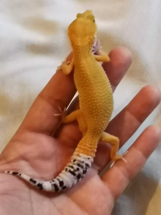 Продавам Леопардов Гекон