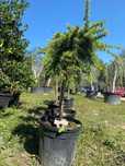 Plante Decorative pentru Design Peisagistic