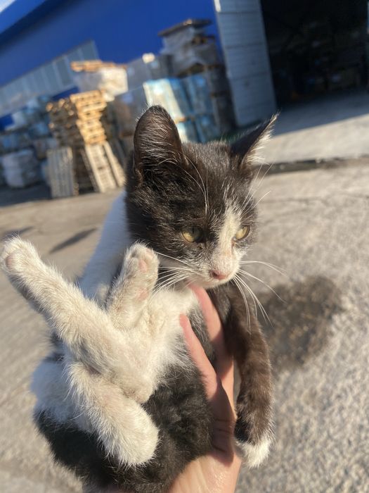 Mushucha hadya qilinad