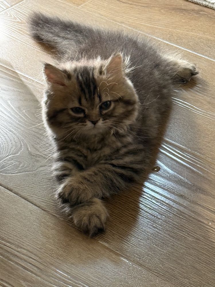 Шотландский котенок. 3 месяца. Чистая. Здоровая. Продаем срочно.