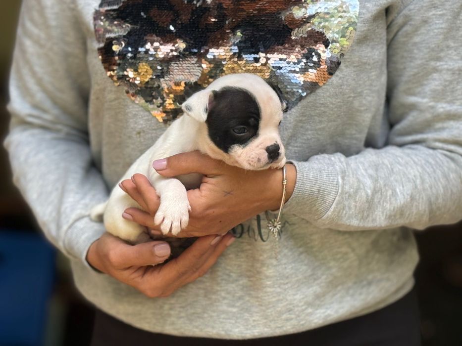 Mascul Staffordshire Bull Terrier