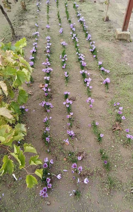 Продавам къща в село Щръклево