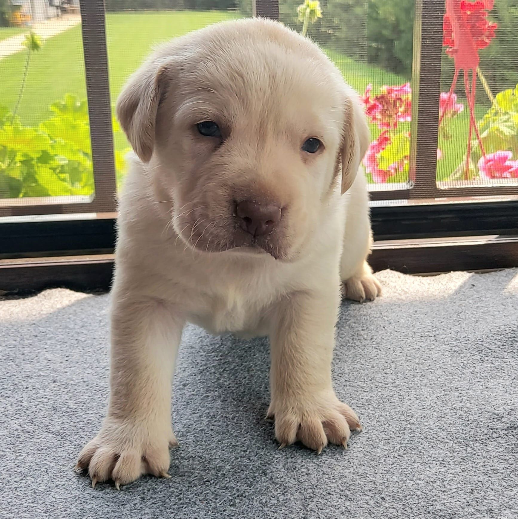 Labrador Retriever cu certificat pedigree