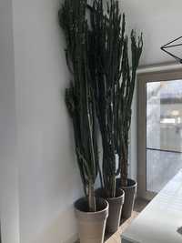 Cactus Euphorbia de vânzare 3 metri