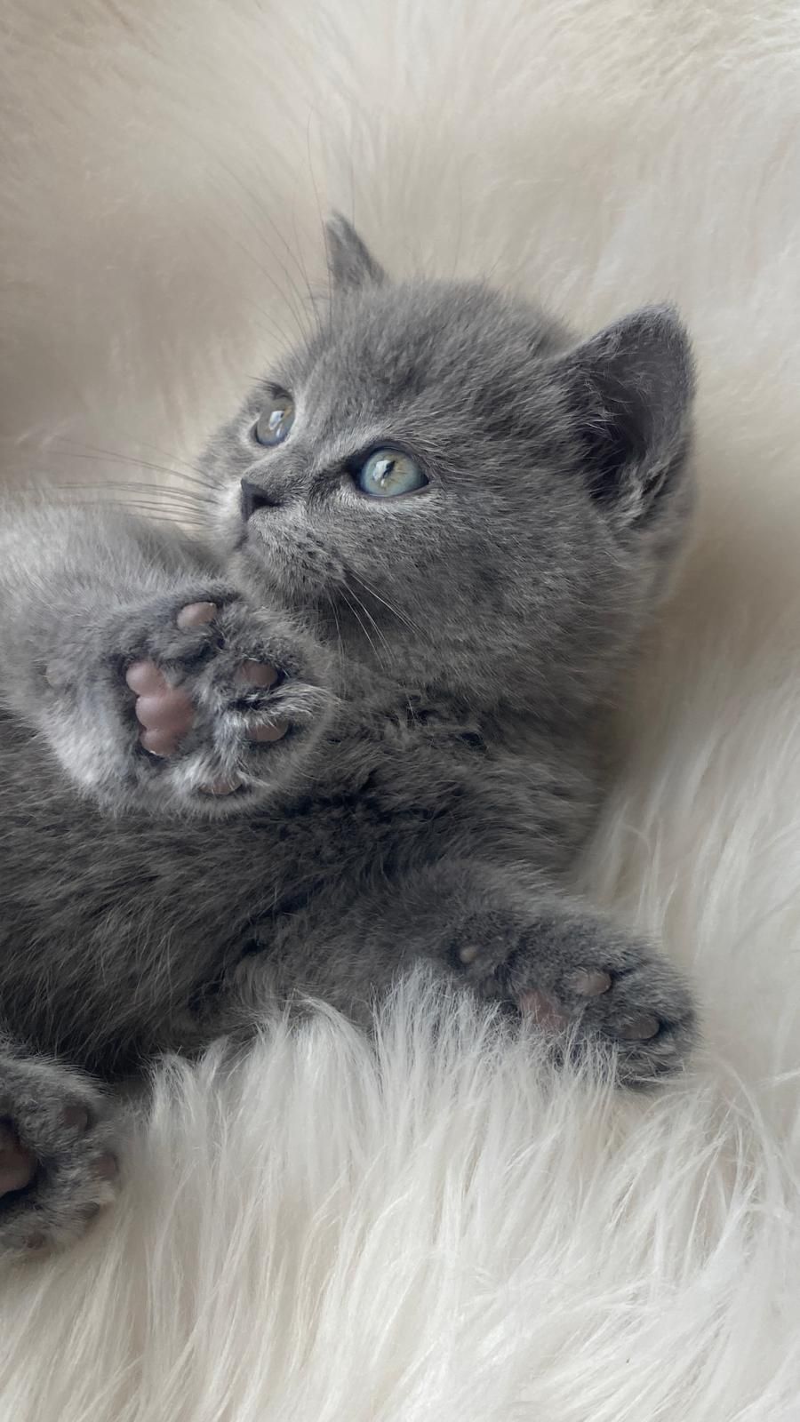 Pisică British Shorthair Blue