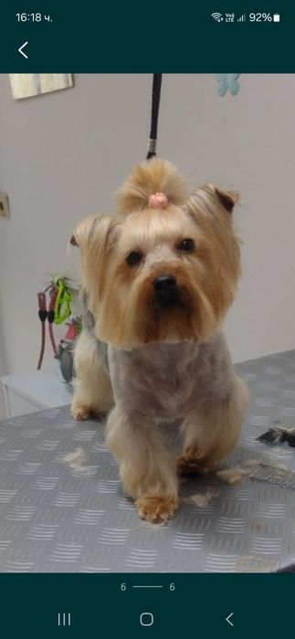 Йоркширски териер