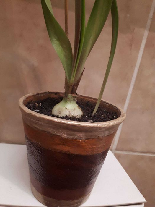 комнатные растения гиппеаструм красный