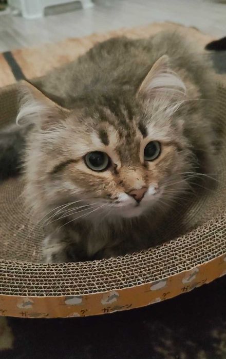 Пушистый зеленоглазый котик ищет дом