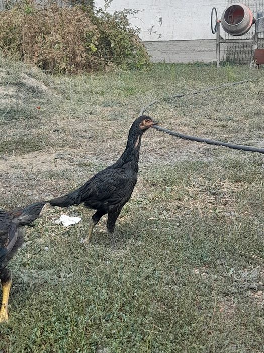 Дакан. Бойцовский куры.