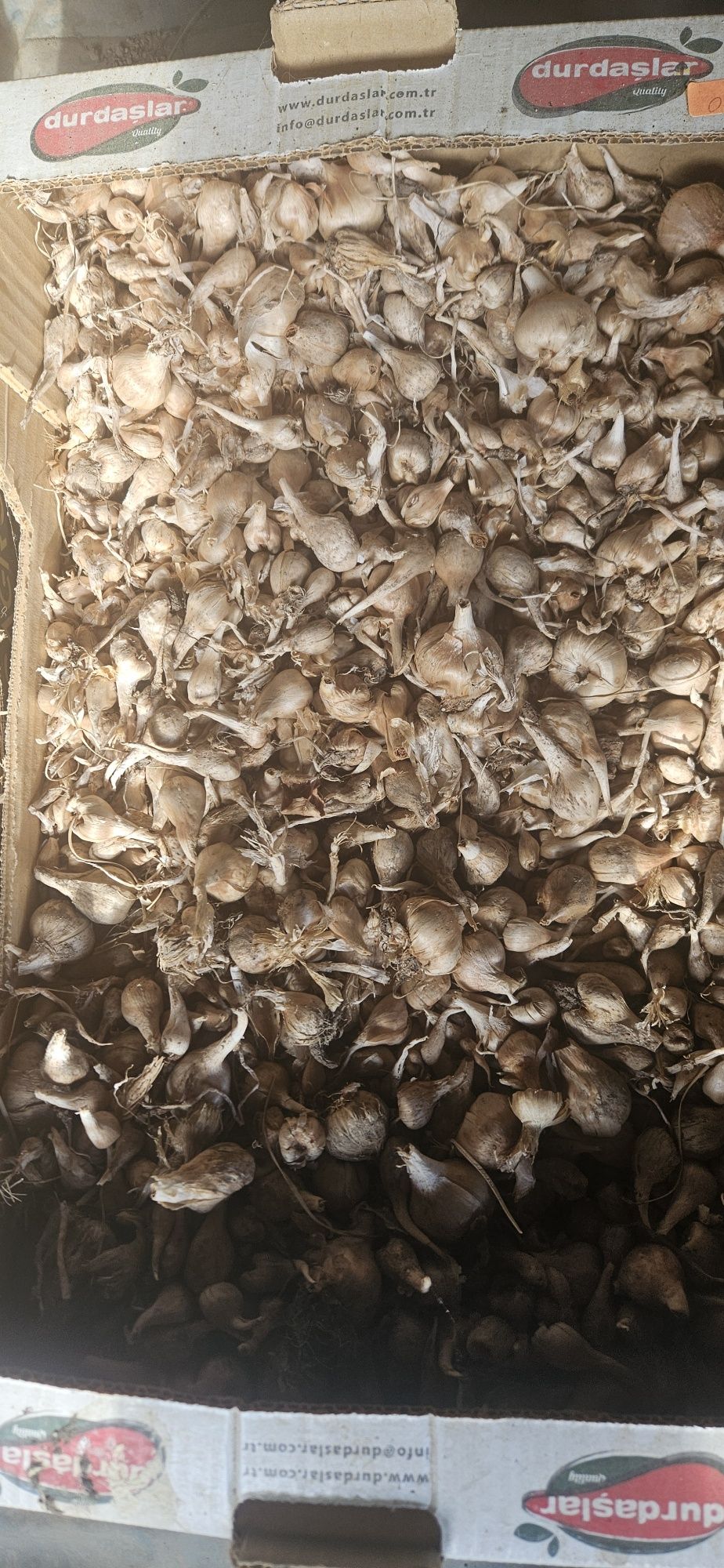 Луковици   Шафран