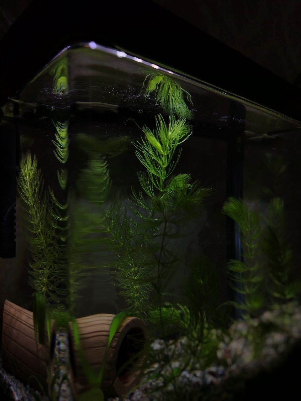 Zavod xitoy akvarium