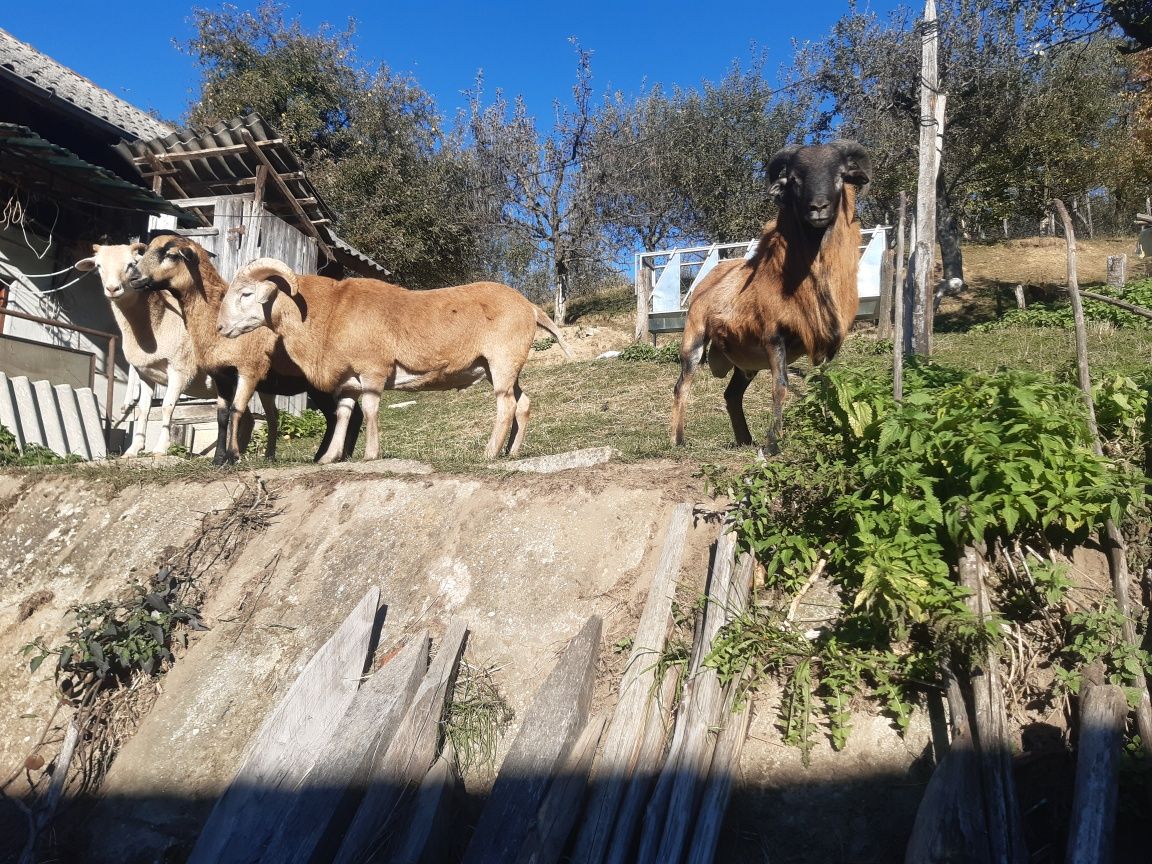 Vând oi de camerun