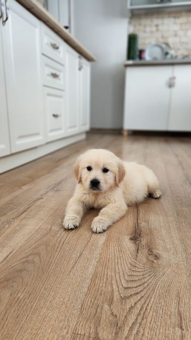 Golden Retriever cu pedigree, 8 saptamani vaccinat si deparazitat