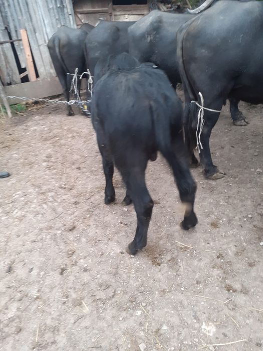 Vând viței de bivol