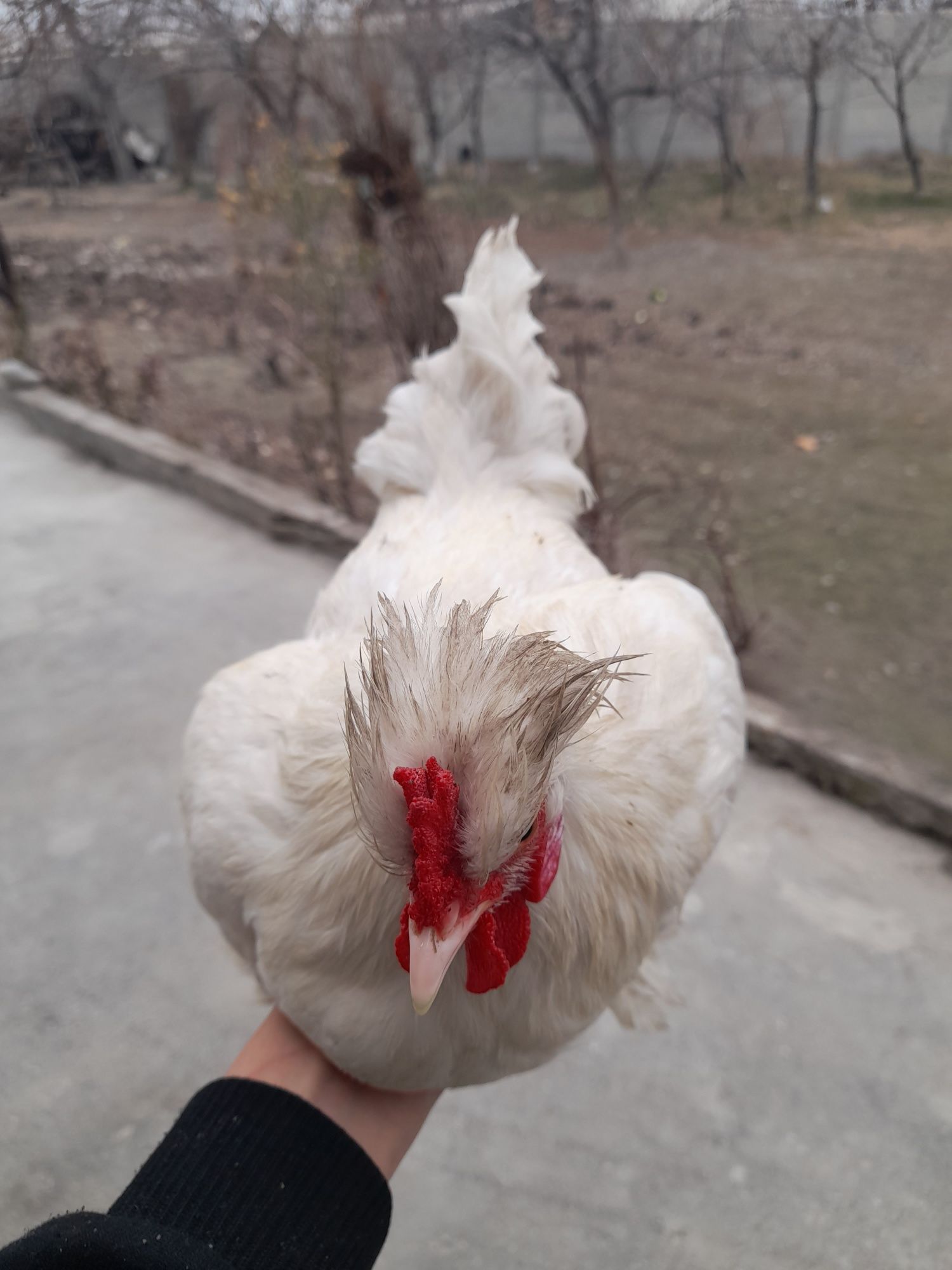 Yaponca horozlar