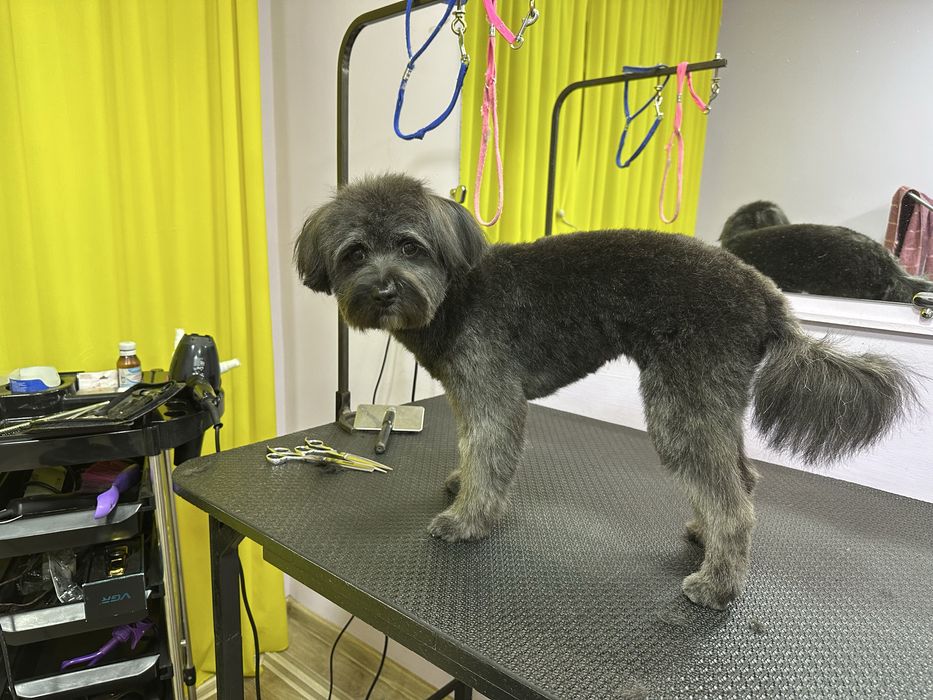 Профессиональные услуги грумера