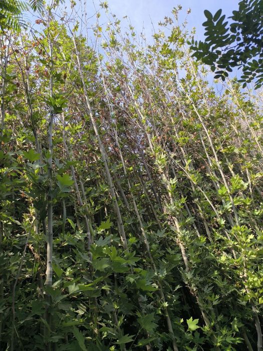 Kashtan va boshqa kochatlar optom narxlarda sotiladi