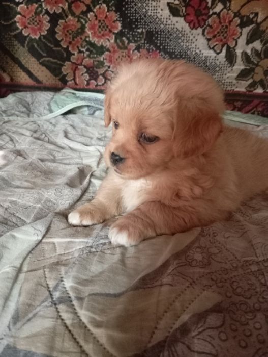 Продаю щенят в хорошие руки