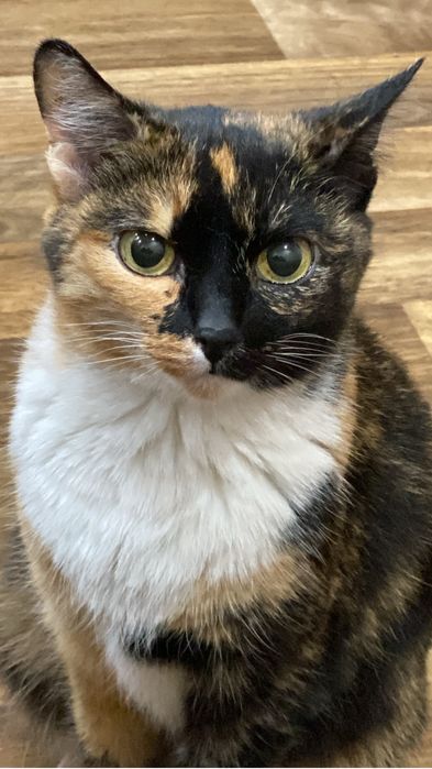 Отдам бесплатно