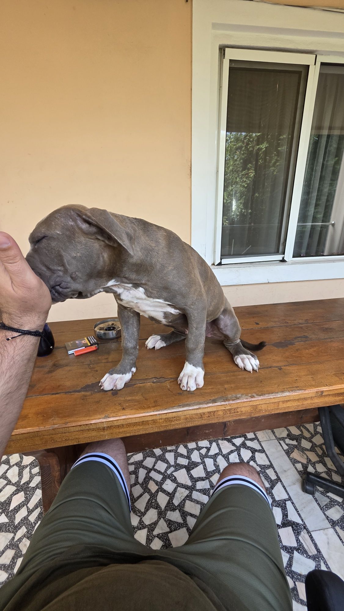 Cățelușă American Bully XL Blue tigrat (brindle blue)