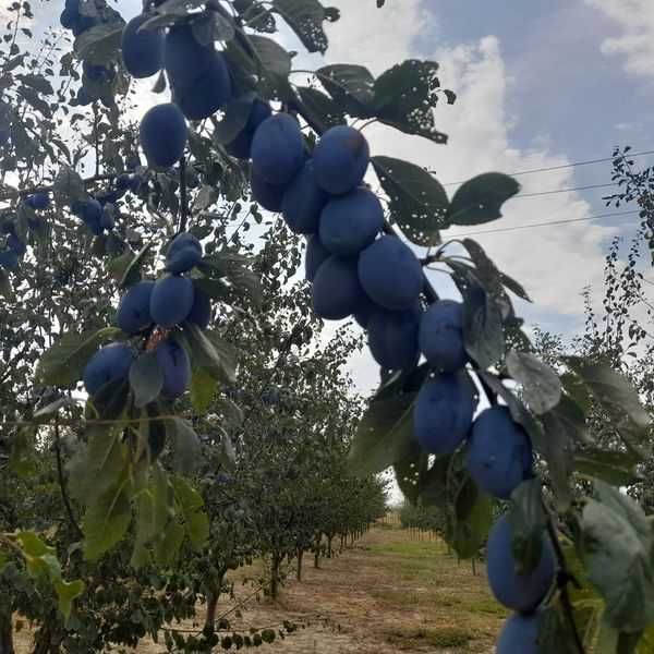 Prune STANLEY de vânzare