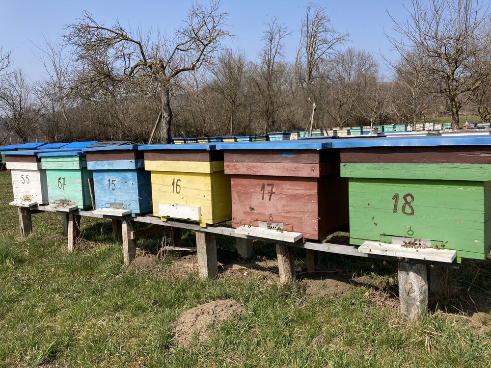 Vand 20 familii de albine
