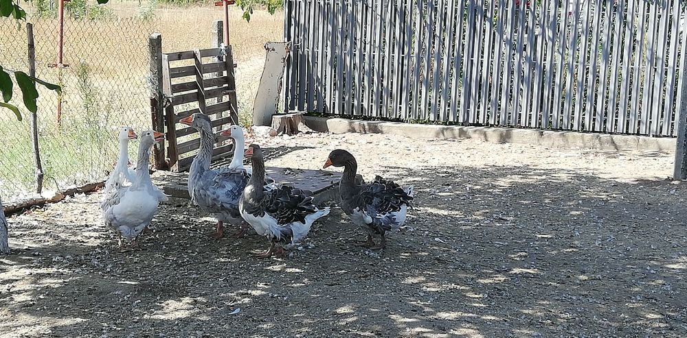 Păsări de curte gâște românești pletoase și rațe leșești și românești