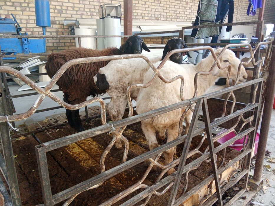 Куй бугоз Хар йил 2 та тугади