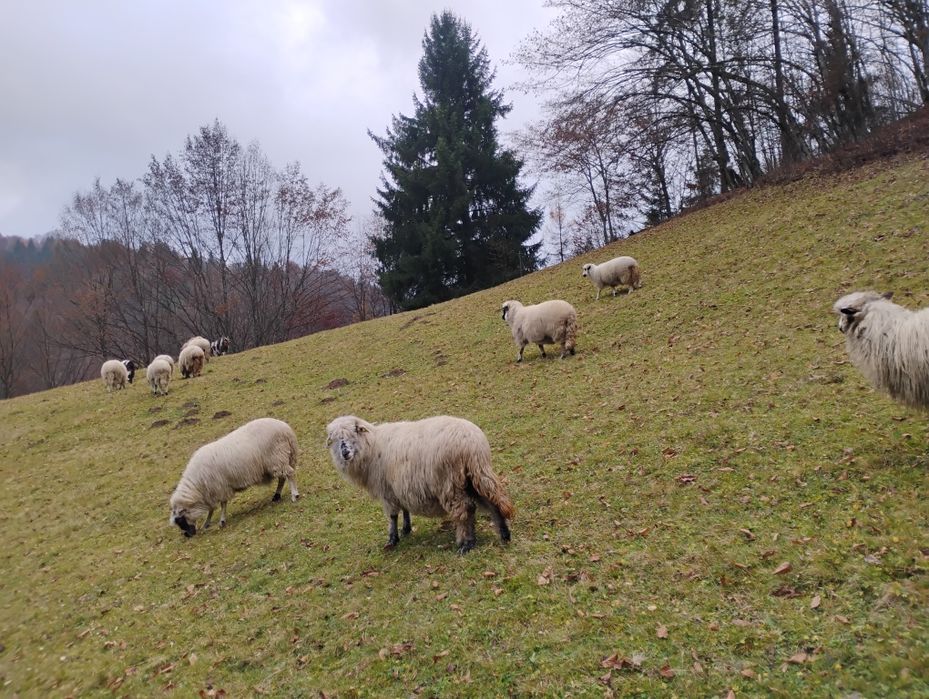 Oi de vanzare de a fata