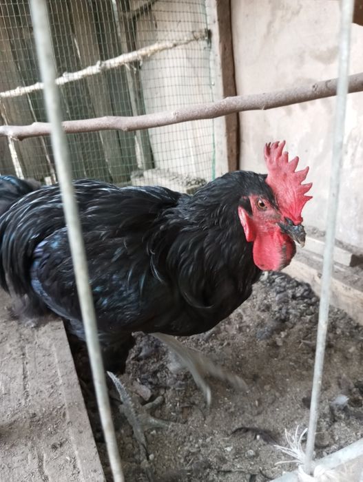 Qorashaxzoda uyda boqilgan