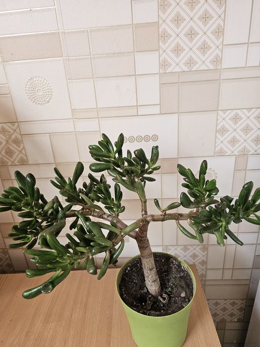 Комнатные цветы.